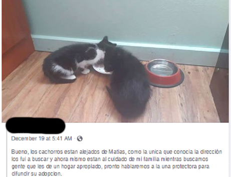 peluchin.PNG