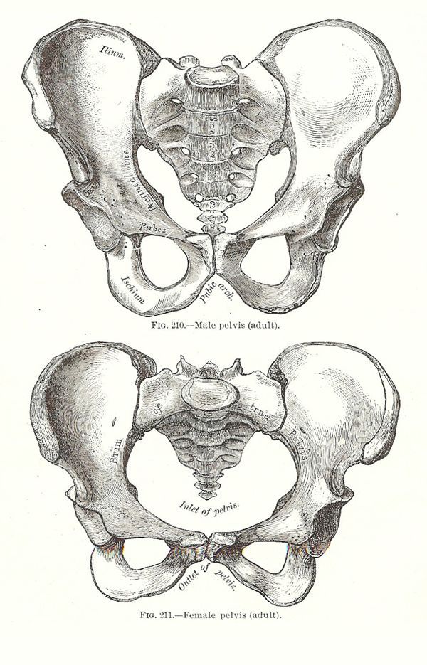 pelvis.jpeg
