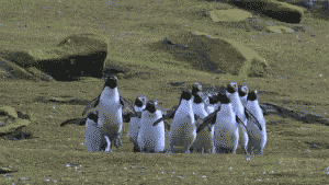 penguinz.gif