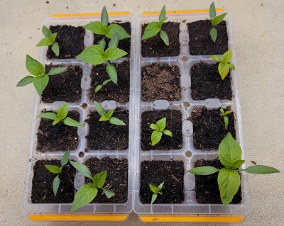 Pepper starters.jpg