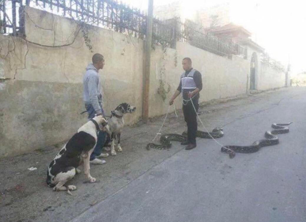 pets.jpg
