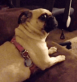 pets_scared.gif