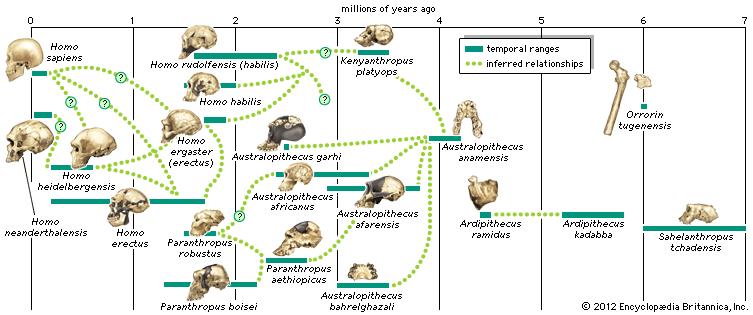 phylogeny.jpg