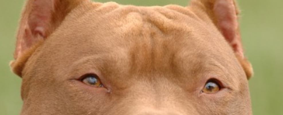 pibbles.PNG