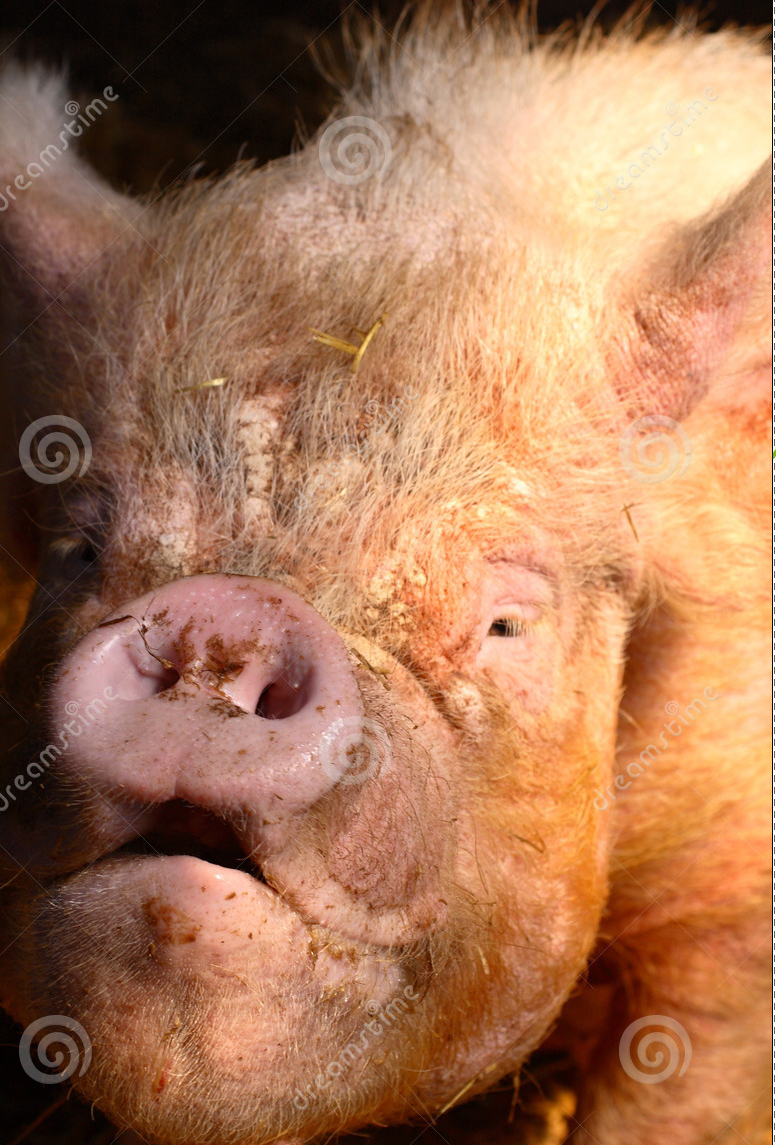 pig.jpg