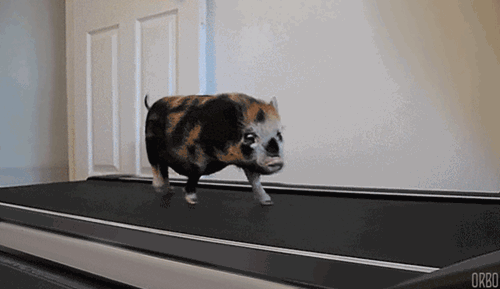 pig on treadmill.gif