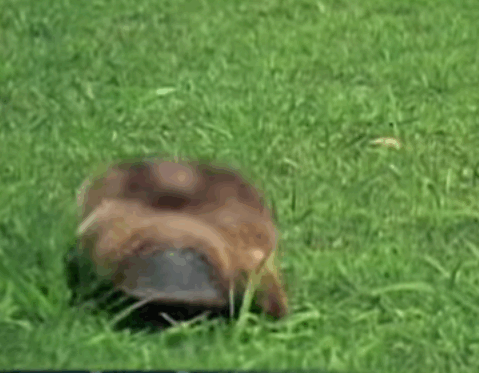 platypus.gif