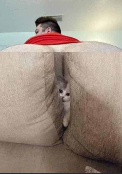 poor kitty.jpg