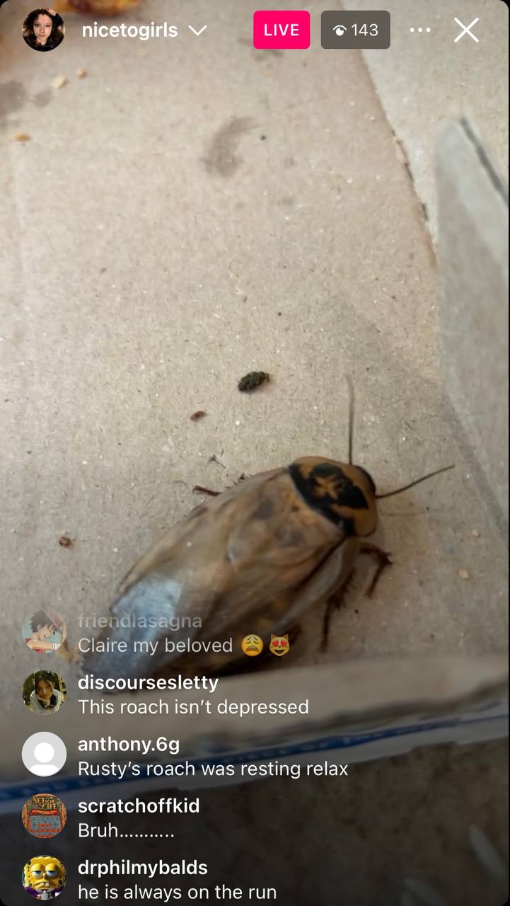 Powroach3.jpg
