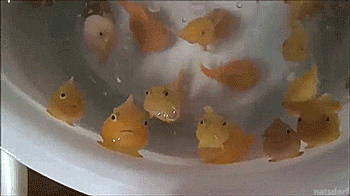 PPyO0bN.gif