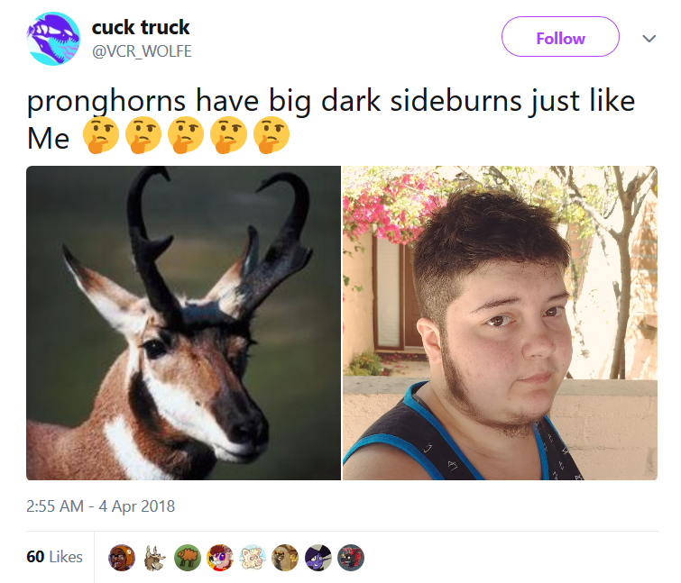 pronghorn1.png