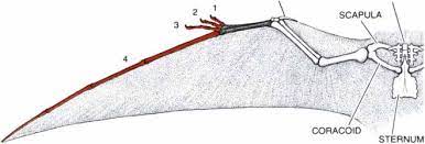 pterosaurwing.jpg