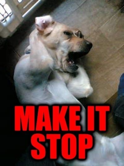 ptsdog.jpg