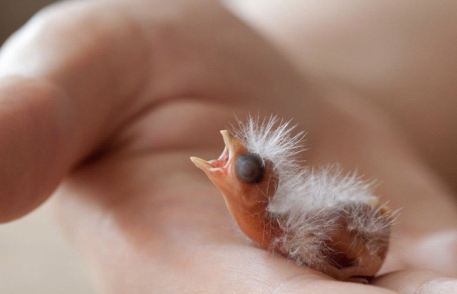punkbird.jpg