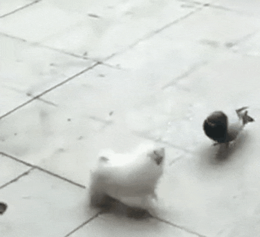 pup pigeon.gif
