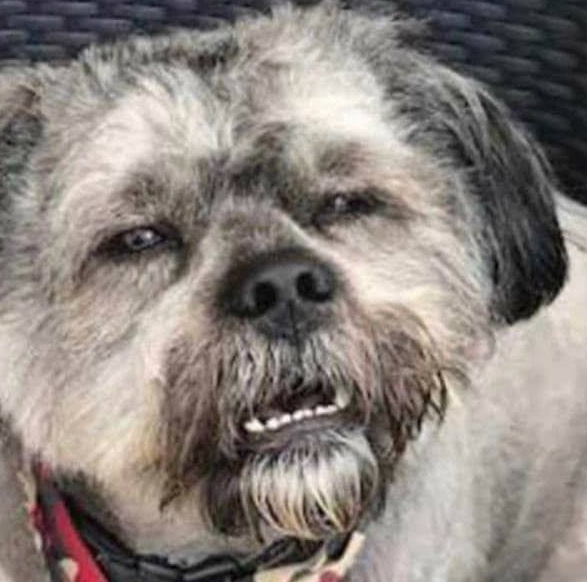 pupper.jpg