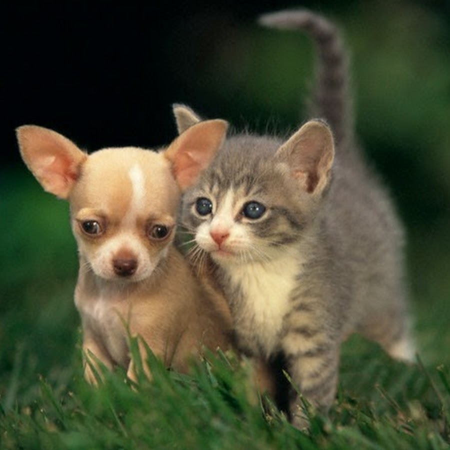 pupperkit.jpg