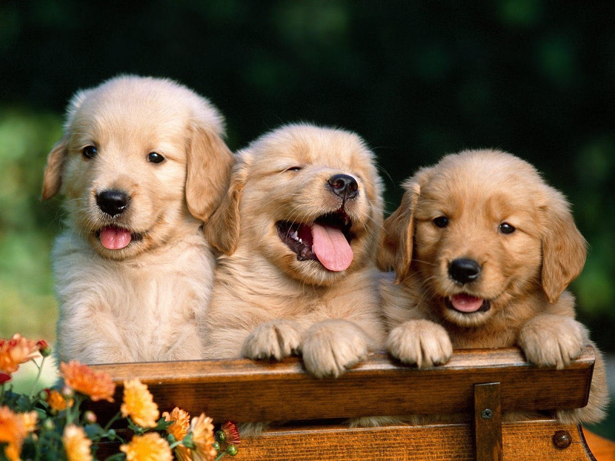 puppy.jpg