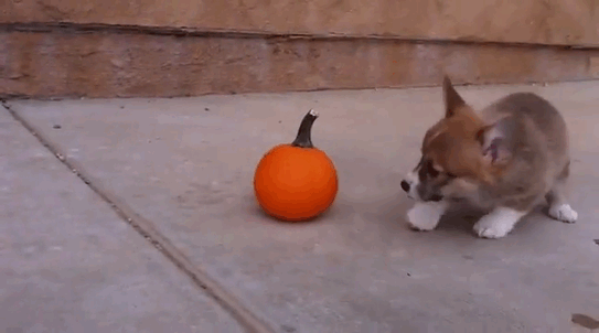 Puppy-vs-Pumpkin-Imgur.gif