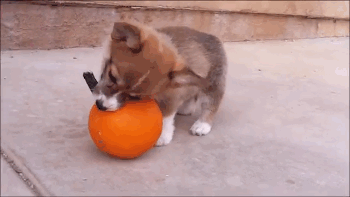 Puppy-vs-Pumpkin-Imgur02.gif