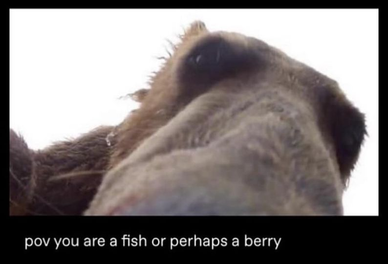q8uNRuiT.png
