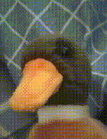 quack.gif