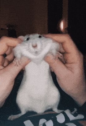 rat boogie.gif