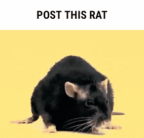 rat.gif