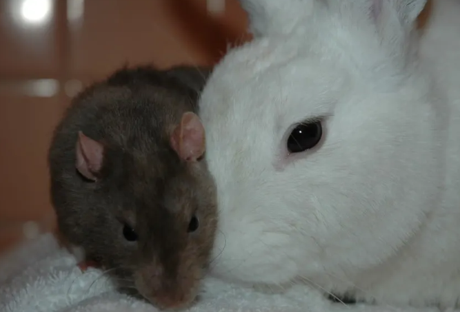 rat.png