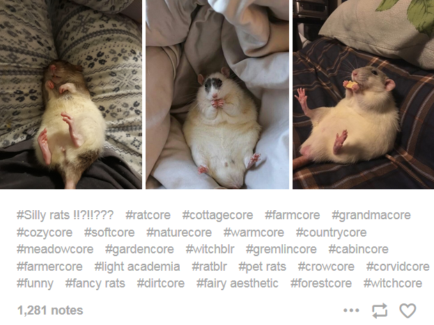 rats.PNG
