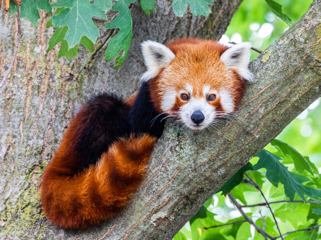 Red-Panda-7-1024x768.webp