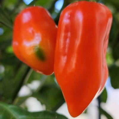 Red Savinas.jpg