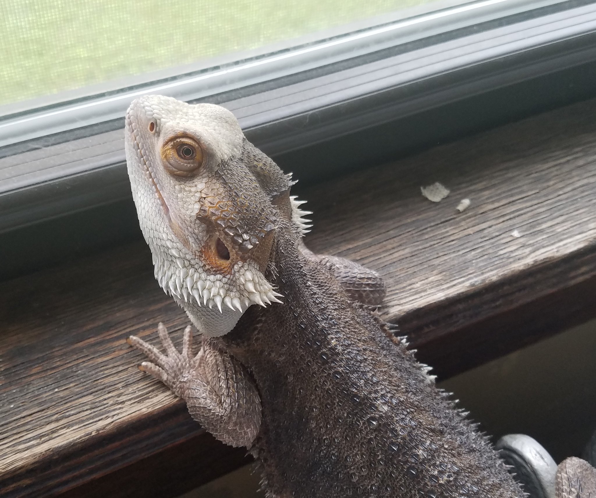 rip toothless.jpg