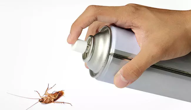 roach.webp