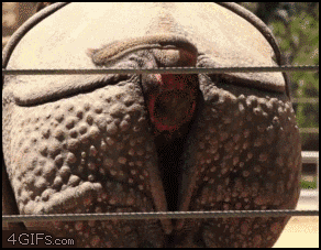 rock blast.gif