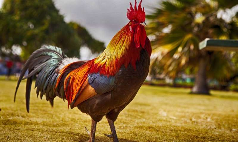rooster.jpg