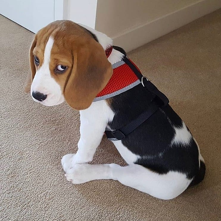 sad dog.png