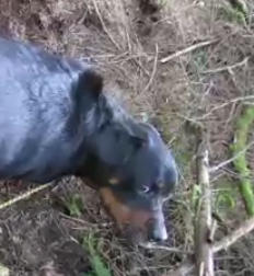 saddog.png