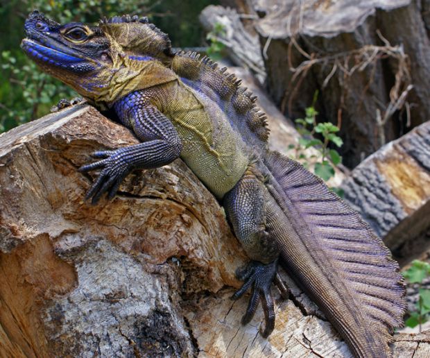 sailfin lizard.jpg