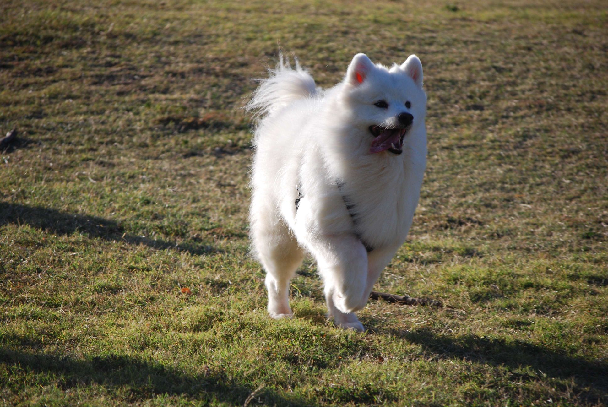 Samoyed1.jpg