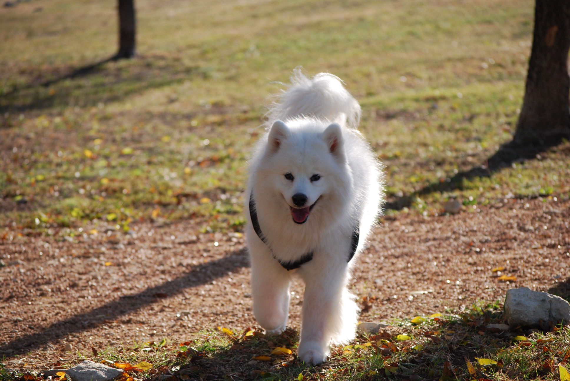 Samoyed2.jpg