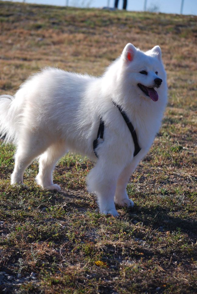 Samoyed3.jpg