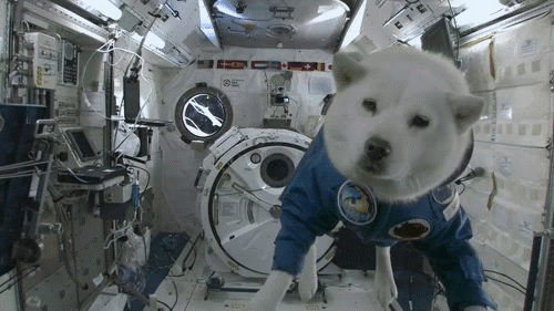 sapce_shibe.gif