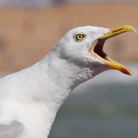 seagull.png