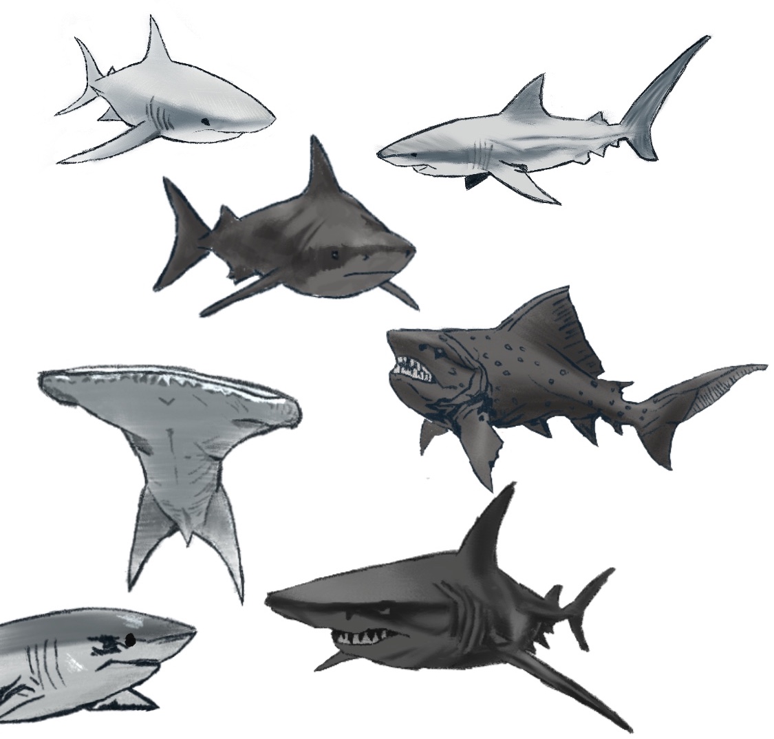 shark.jpg