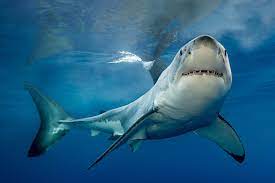 shark.jpg