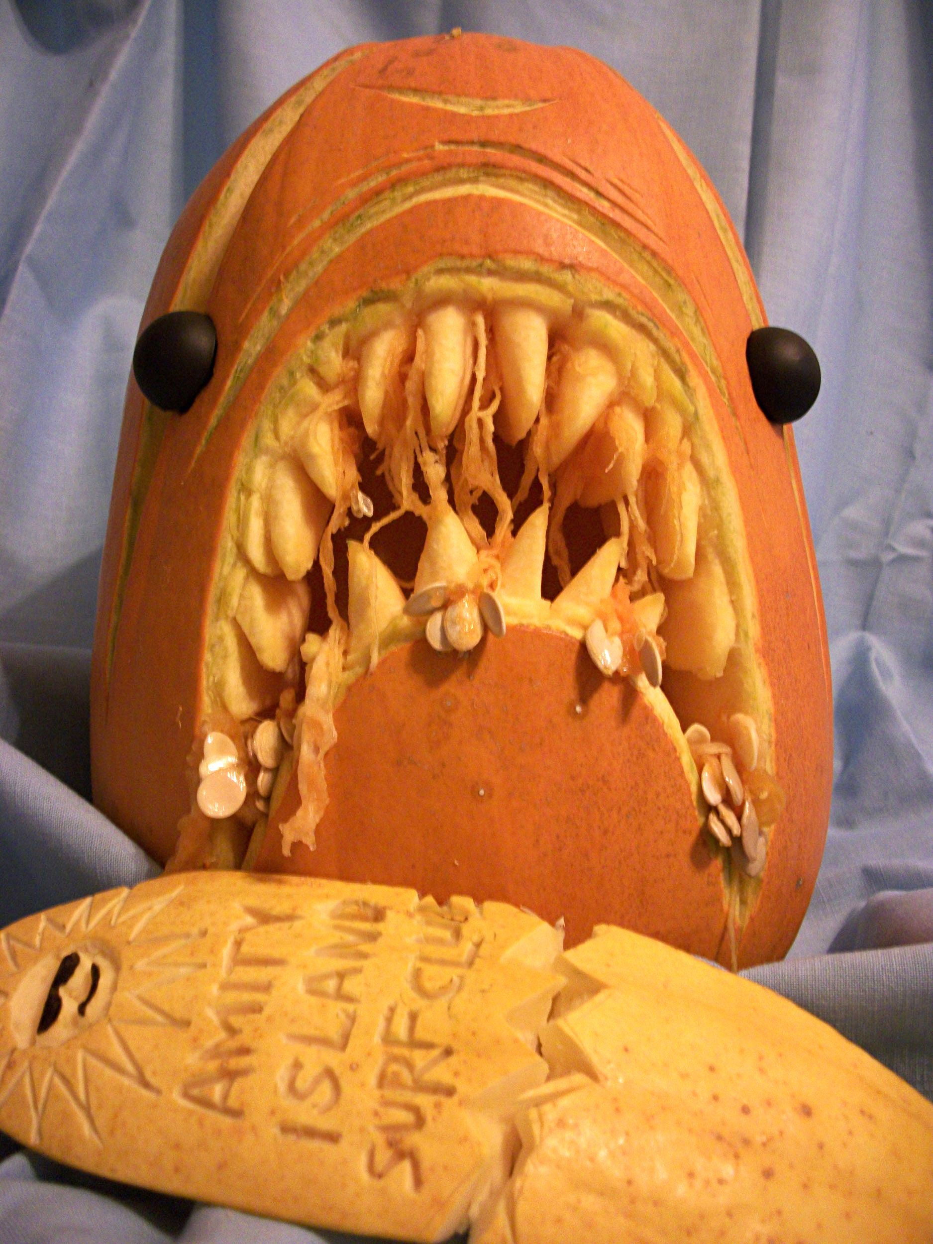 shark02.jpg