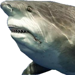 sharkike2.png