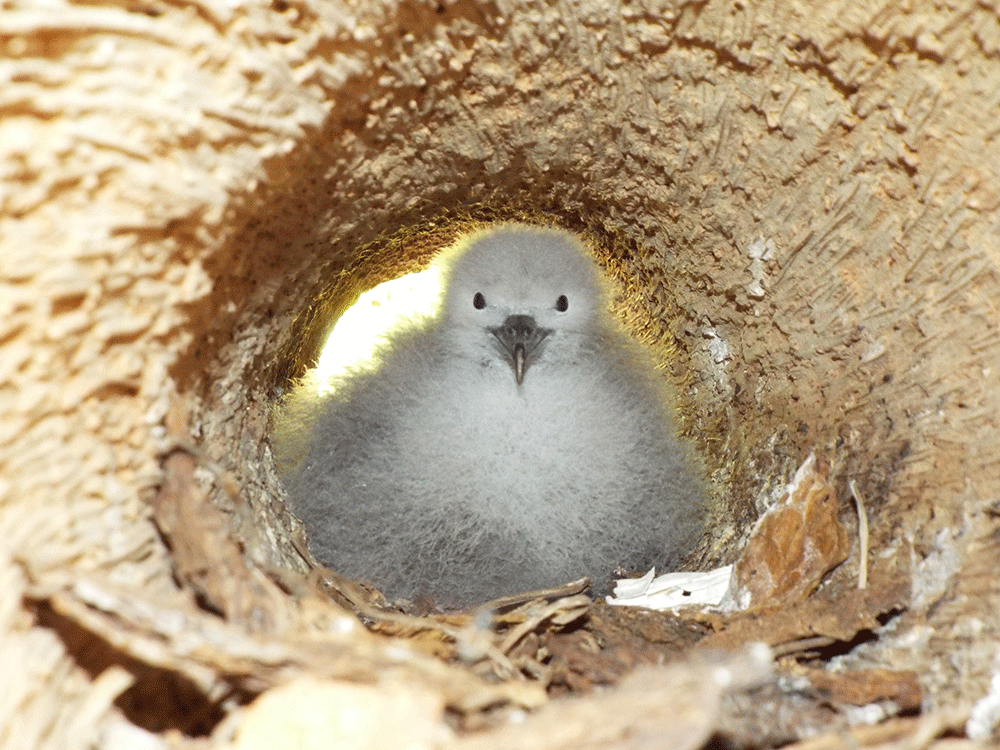 shearwaterchick_0.gif