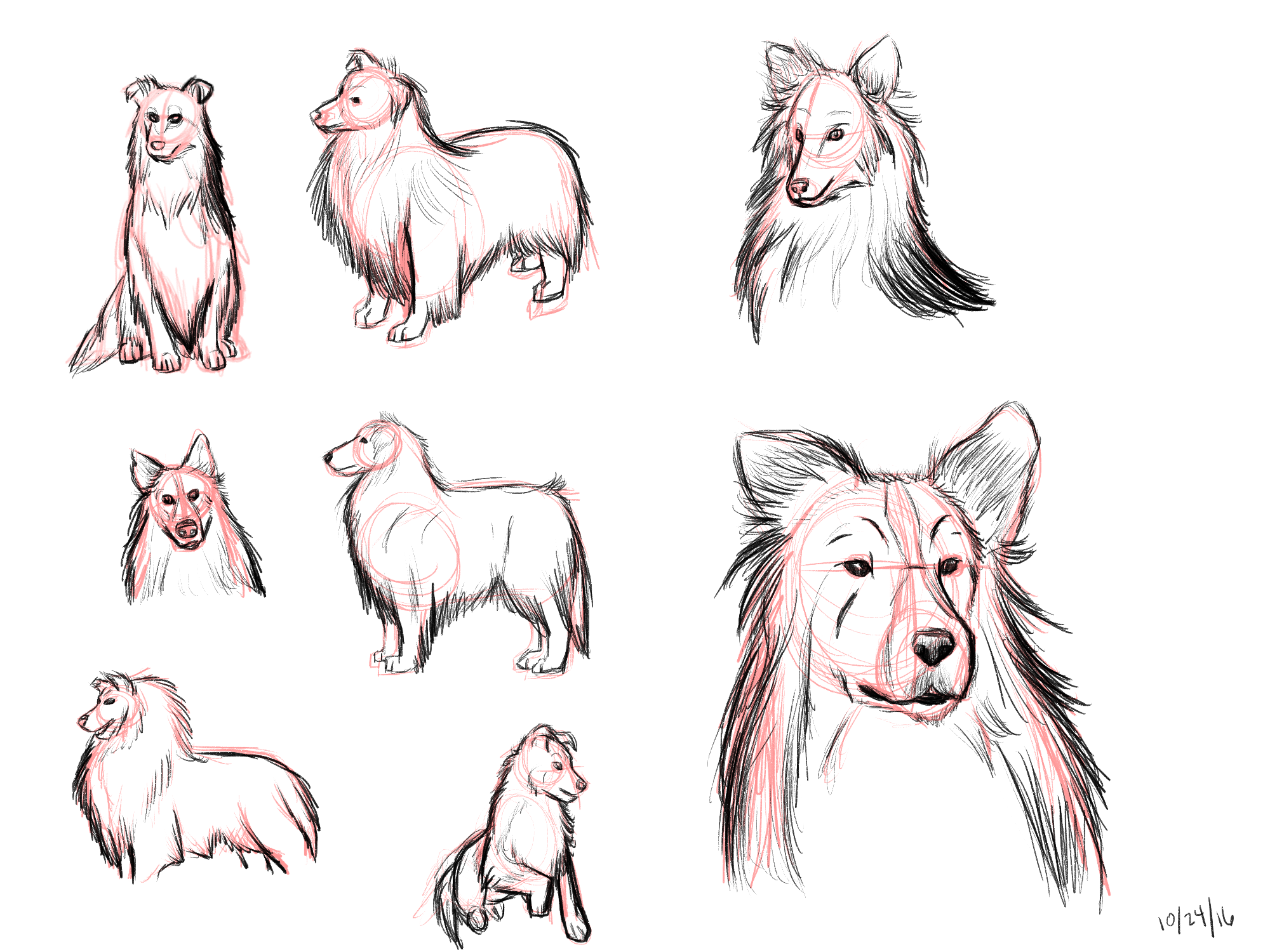 shetland sheepdog study.png